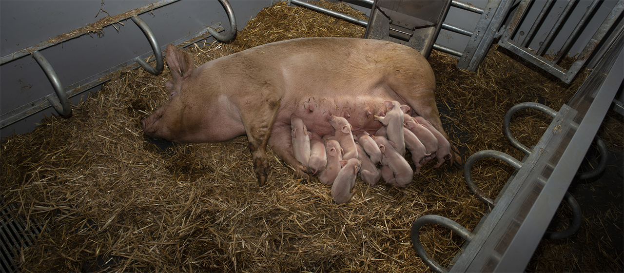 KZB family feeder in organic stable