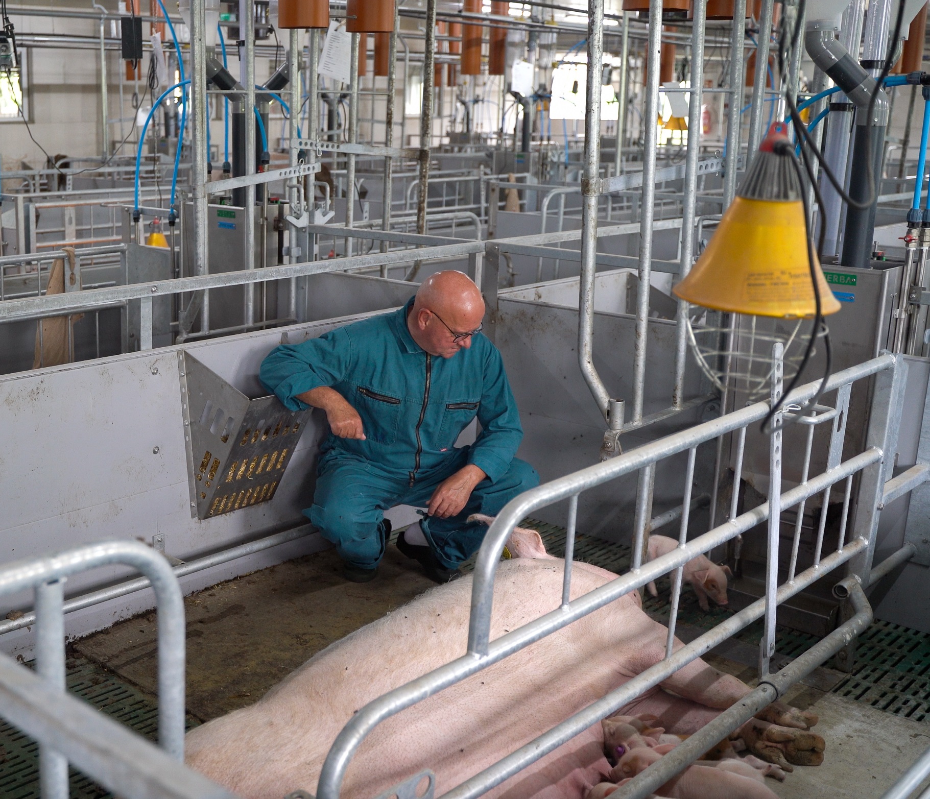 Free farrowing pen with Geert van Sambeek